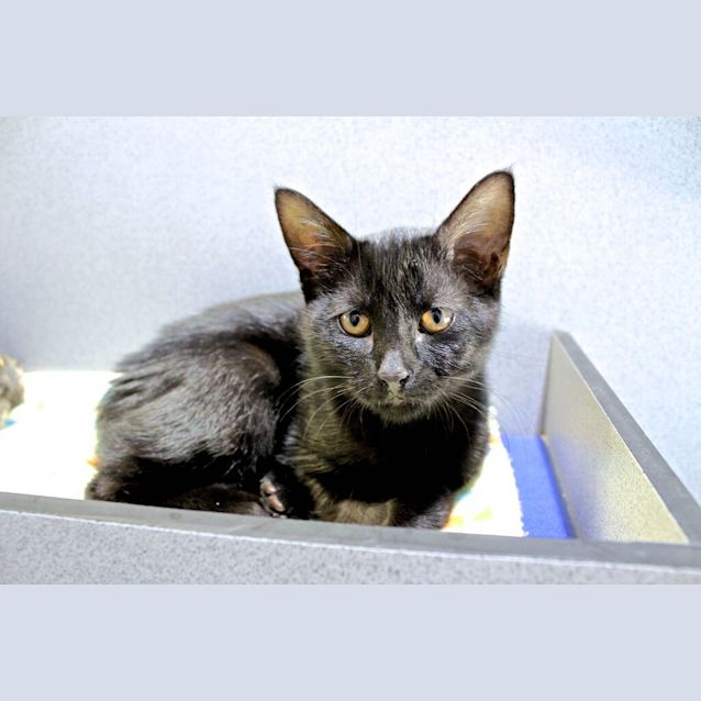 Photo of Nimbus