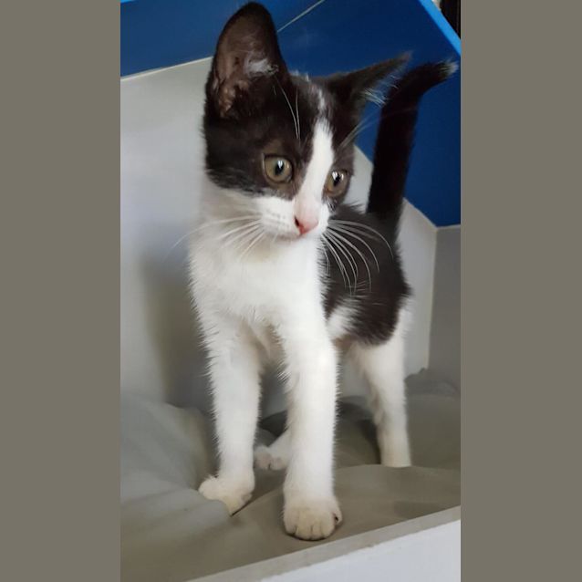 Photo of Boo