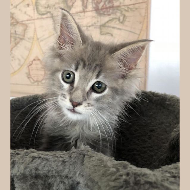 Photo of Phoenix