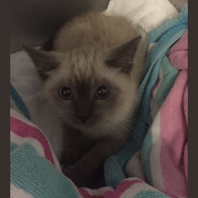 Photo of Theodore