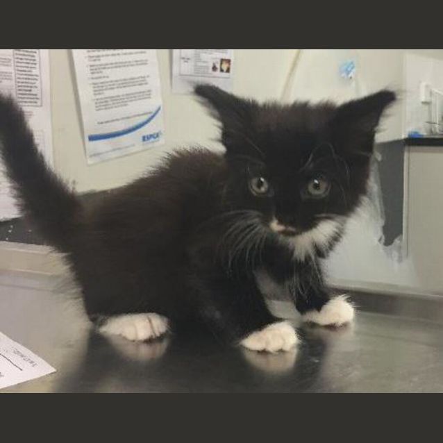 Photo of Pepper