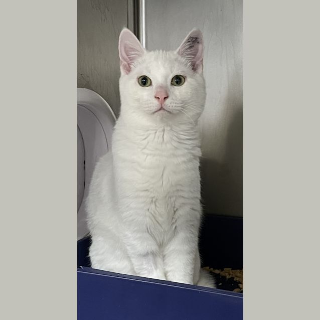 Photo of Lychee