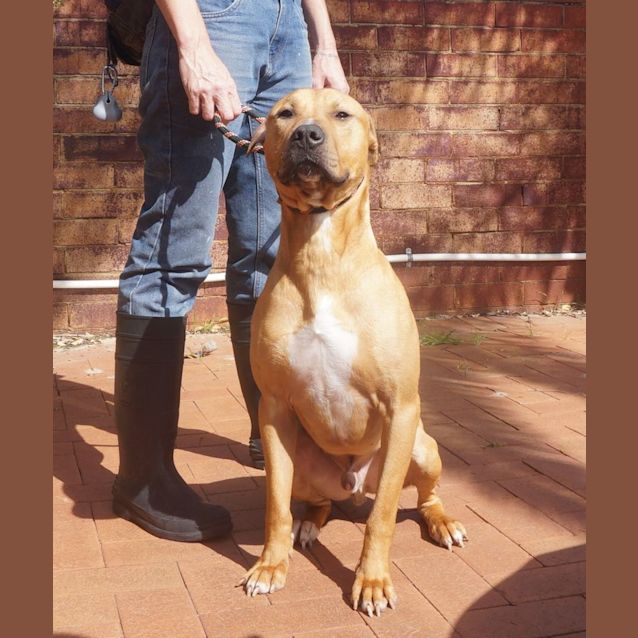 Photo of Bronn   1st Of 4 Sponsored Adoptions