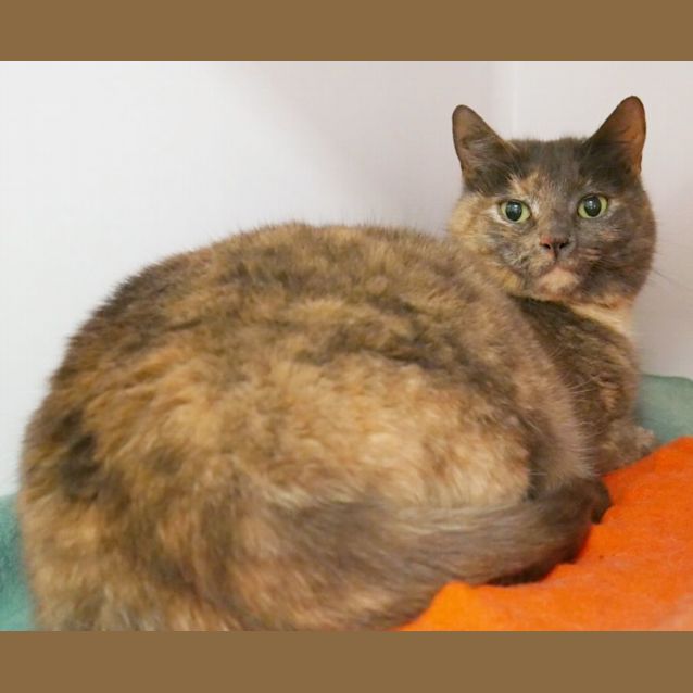 Photo of Possum Sta010268