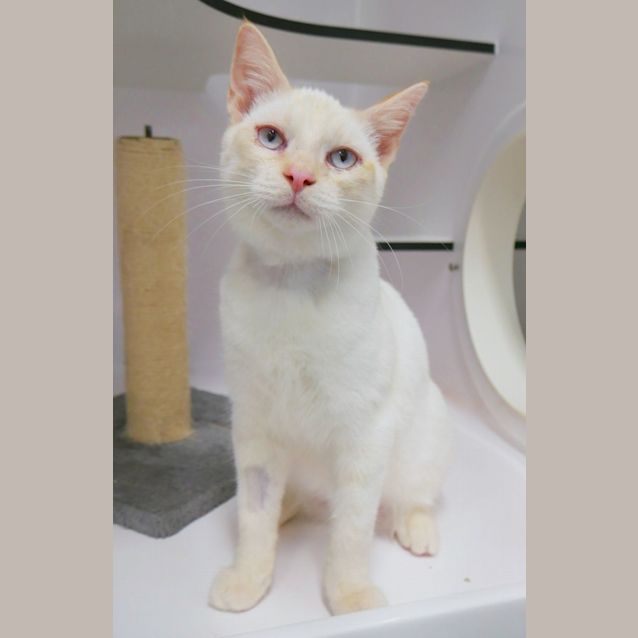 Photo of Whiskas Suk010173