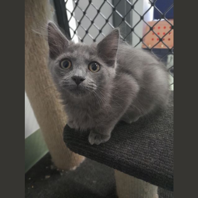 Photo of Gypsy
