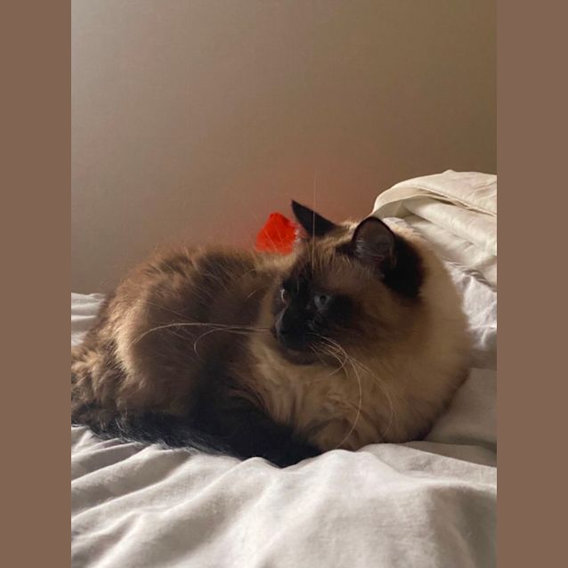 Photo of Luna