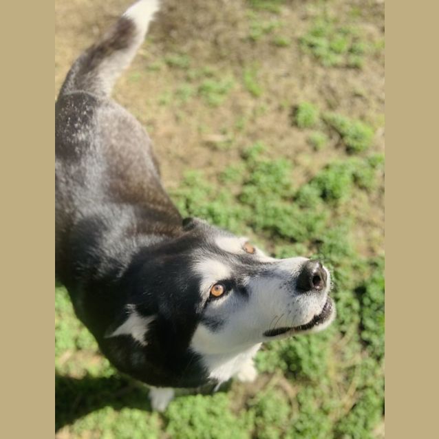 Photo of Nova