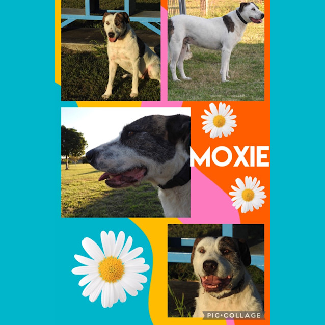 Photo of Moxie