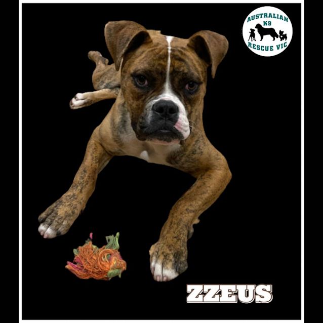 Photo of Z Zeus 