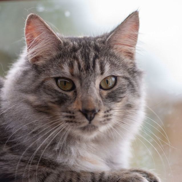 Photo of Isabella