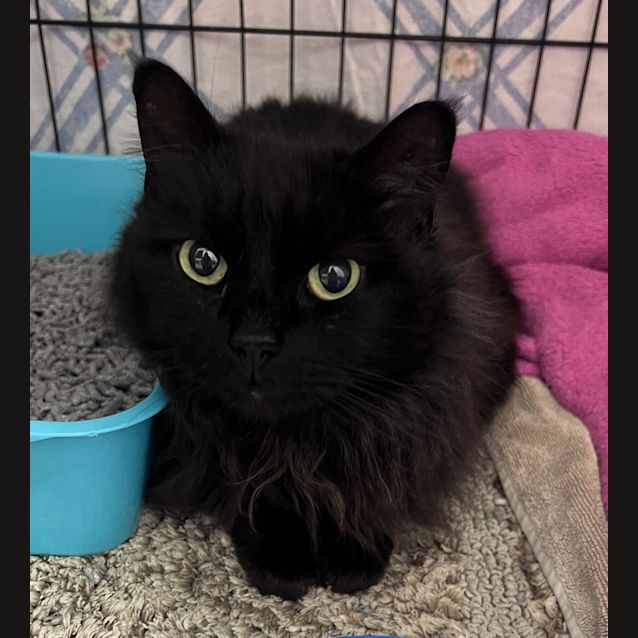 Photo of Ninja