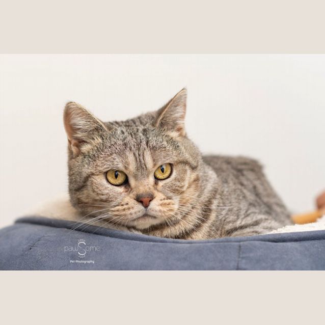 Photo of Bitcoma **2nd Chance Cat Rescue**