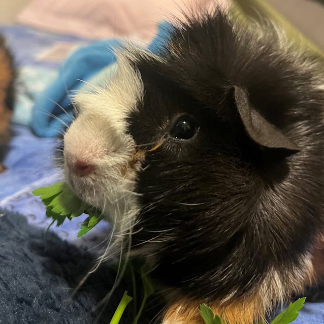 Photo of Theodore