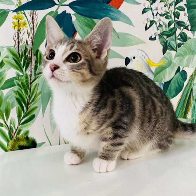 Photo of Benjamin   Meet Me At Pet Stock Hawthorn