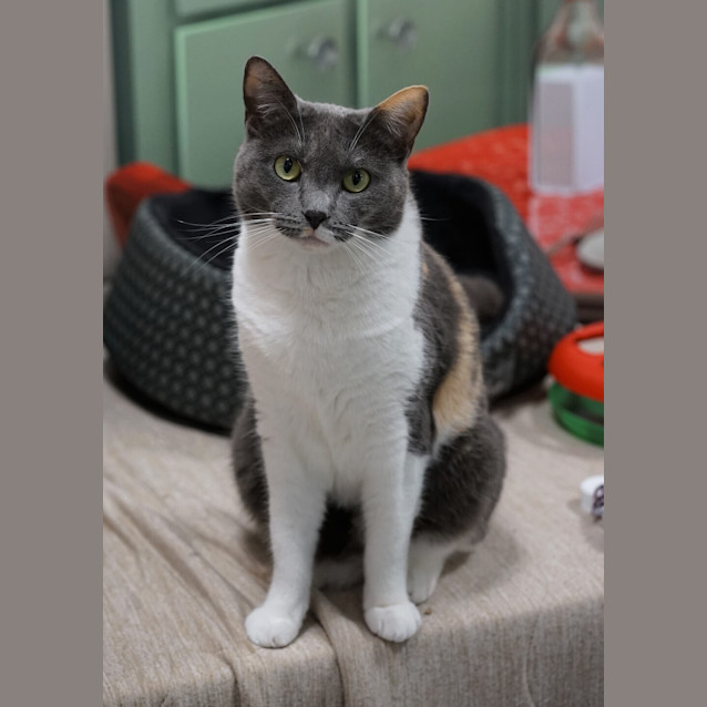 Photo of Freya