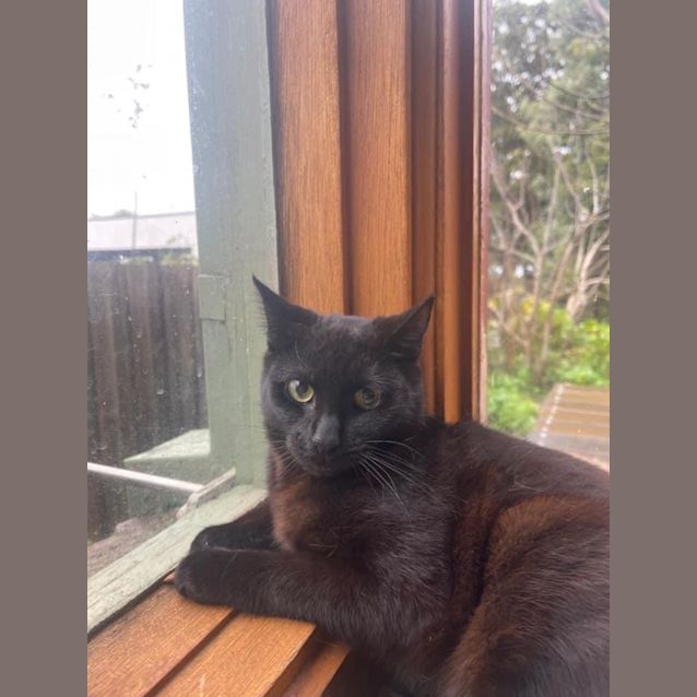 Photo of Brittany ~ Meet Me @ Pet Stock Keysborough 😻