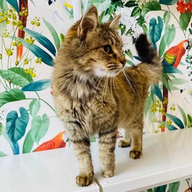 Photo of Zenia   Meet Me At Pet Stock Vermont