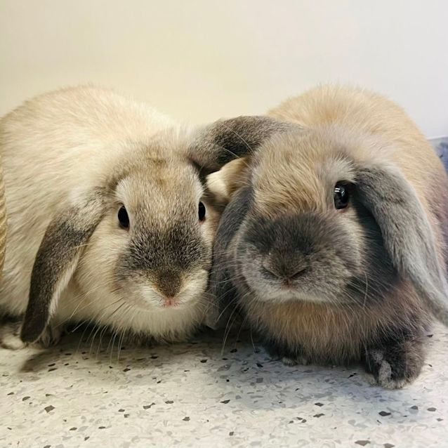 Photo of Princess Parsley & Lady Cucumber