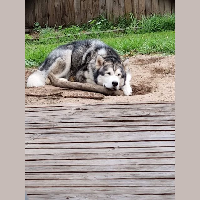 Photo of Apollo
