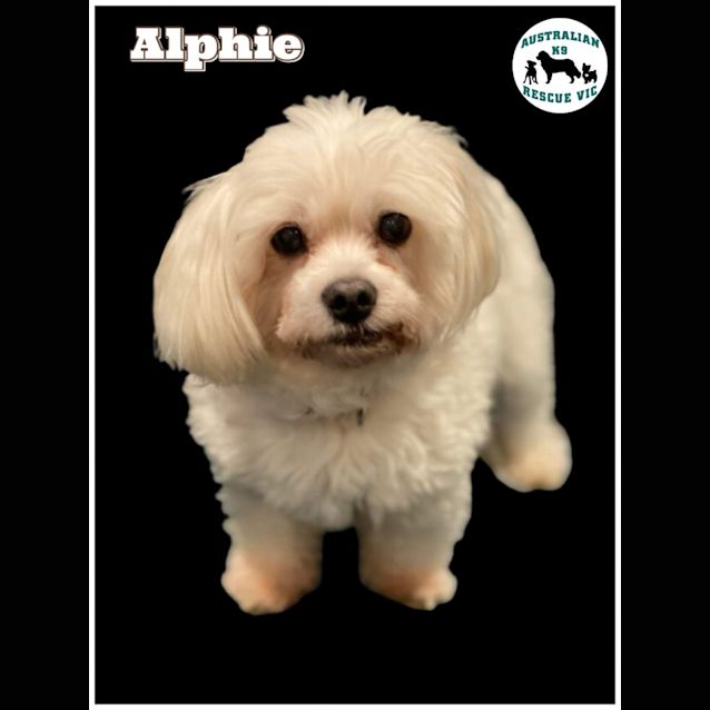 Photo of Alphie 