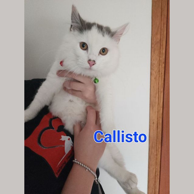 Photo of Callisto