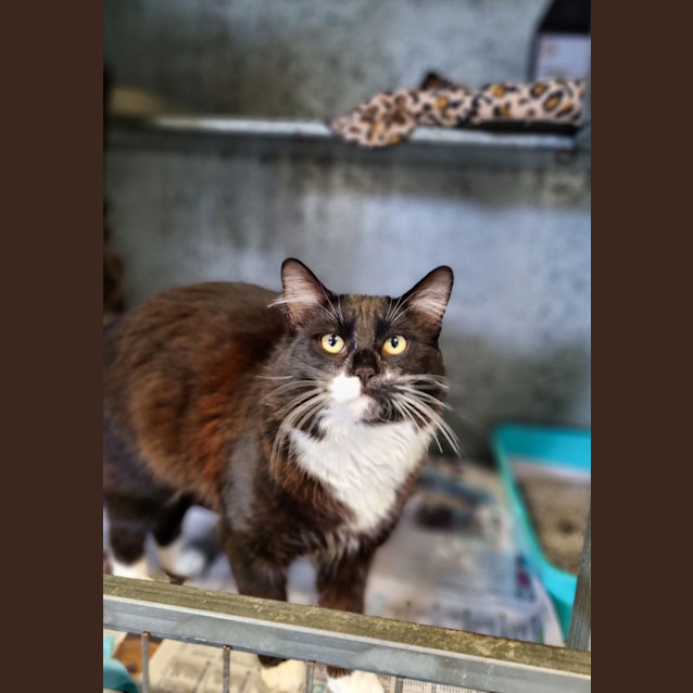 Photo of Oreo