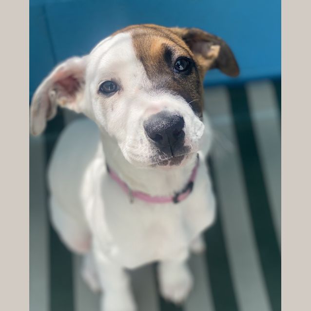 Photo of Bindi