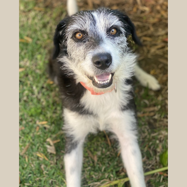 Photo of Trixie 