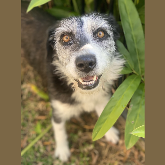 Photo of Trixie 