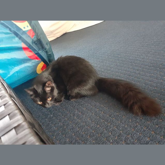 Photo of C1085 Maggie