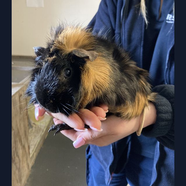 Photo of Buttercup