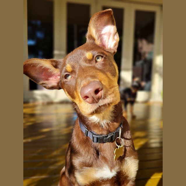 Photo of Sprig
