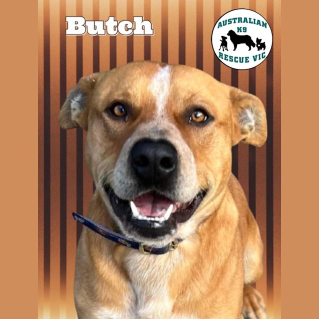 Photo of Butch 