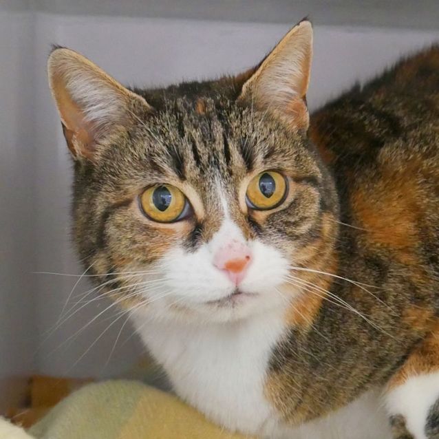 Photo of Kitty Sua010243