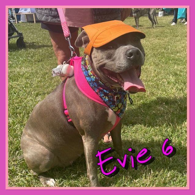 Photo of Evie