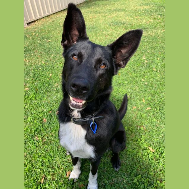 Photo of Luna ~ 5yr Old German Shepherd   Adopted 2/1/23