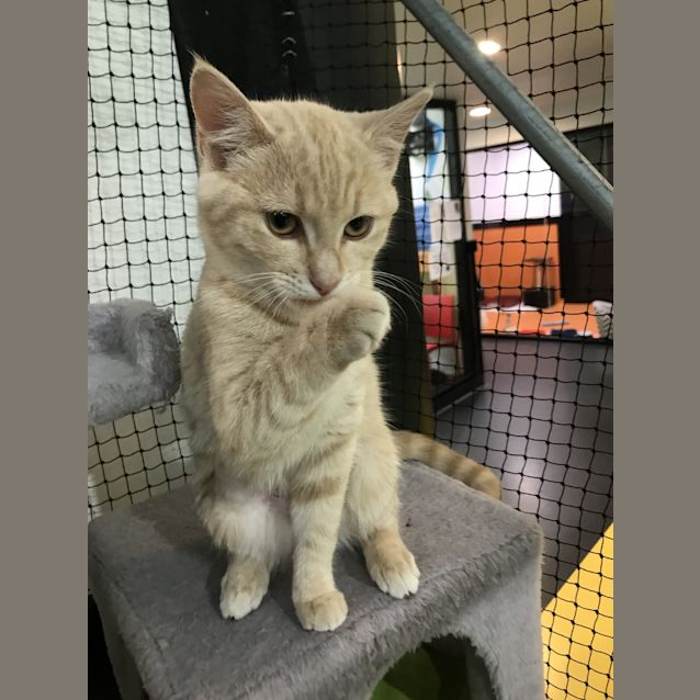 Photo of Mango