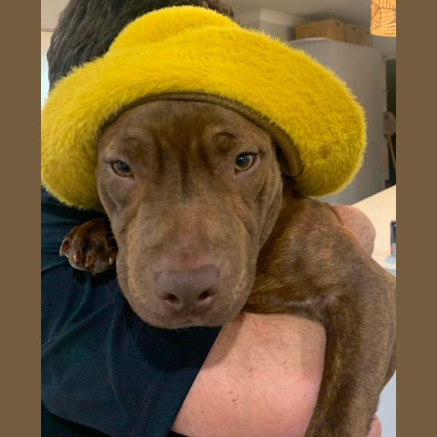 Photo of Robbie ~ 6mo English Staffy(on Hold 17/11/22)