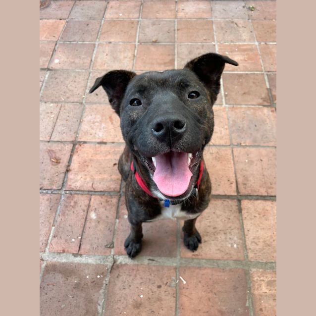 Photo of Charlotte ~ 1yr Old Mastiff X(on Trial 1/10/22)