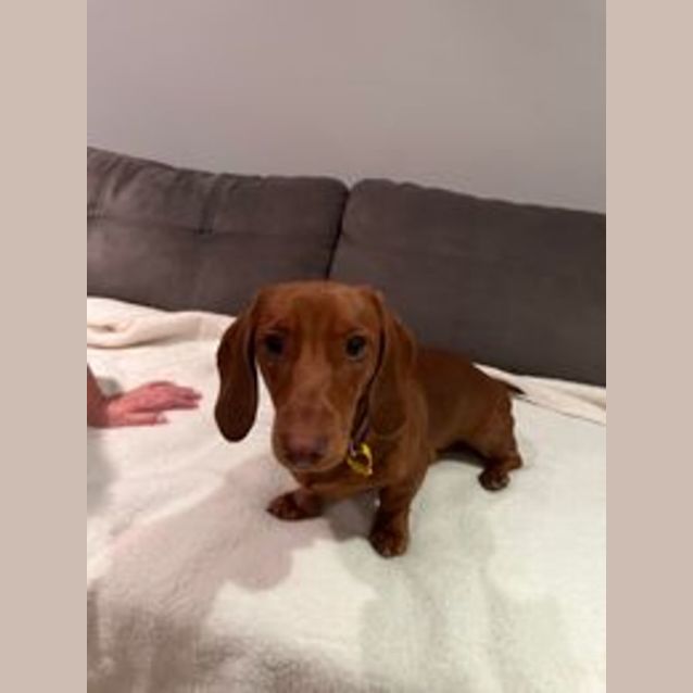 Photo of Freidrich And Hilda   7 Month Puppies