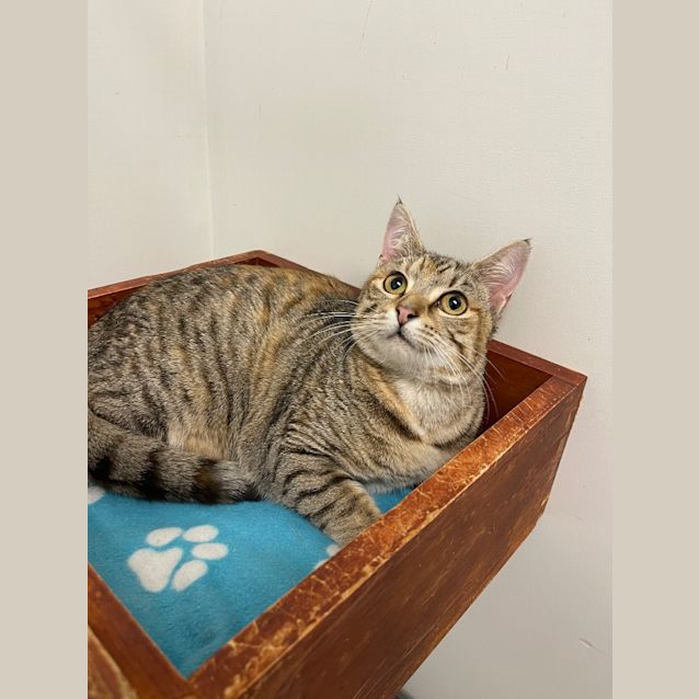 Photo of Marmalade