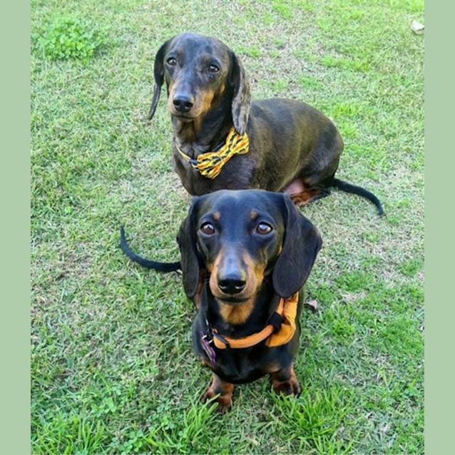 Photo of Charlie And Alley Female Dachshunds