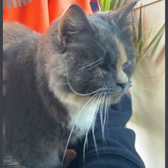 Photo of C1084 Frankie