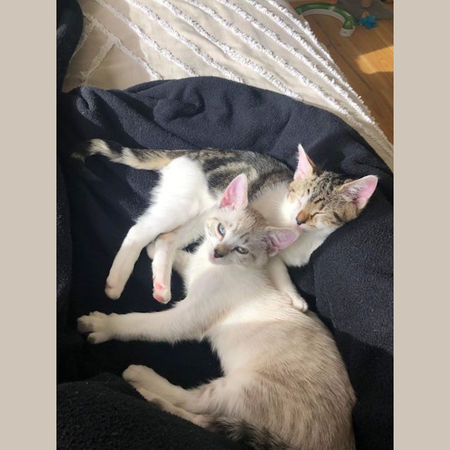 Photo of Mochi And Miso