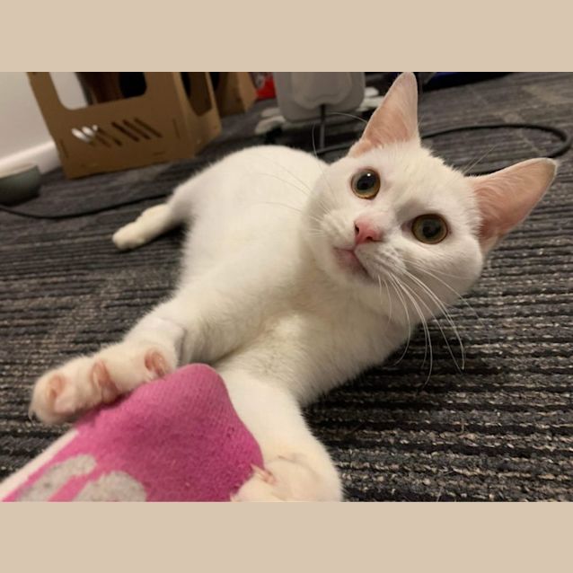 Photo of Coco Chanel 