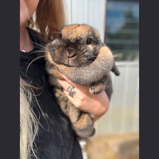 Photo of Coco (Bun)