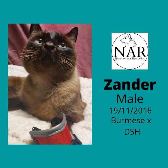 Photo of Zander