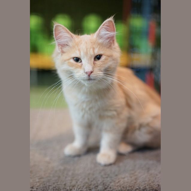 Photo of Gracie