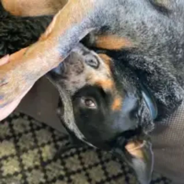Photo of Koda